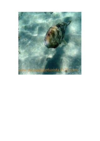 Maragogi  Pousada Do Turista