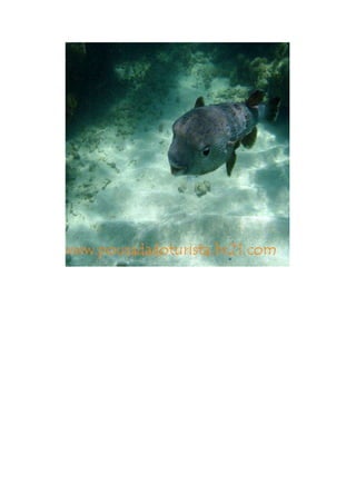 Maragogi  Pousada Do Turista