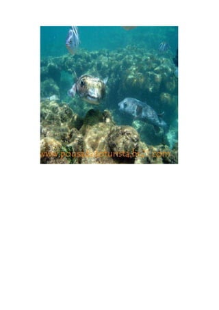 Maragogi  Pousada Do Turista