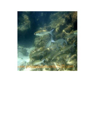 Maragogi  Pousada Do Turista