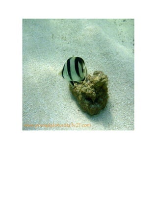 Maragogi  Pousada Do Turista