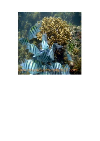 Maragogi  Pousada Do Turista