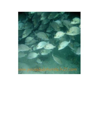 Maragogi  Pousada Do Turista