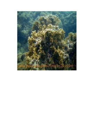 Maragogi  Pousada Do Turista