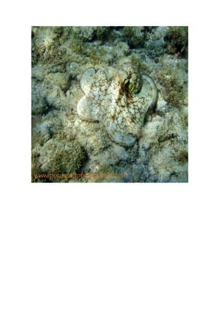 Maragogi  Pousada Do Turista