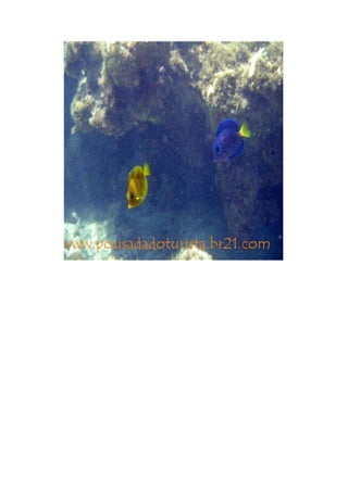 Maragogi  Pousada Do Turista