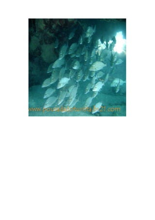 Maragogi  Pousada Do Turista