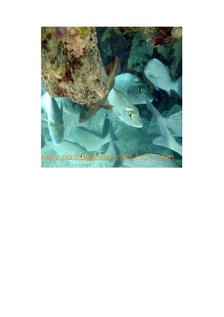 Maragogi  Pousada Do Turista