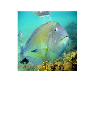 Maragogi  Pousada Do Turista