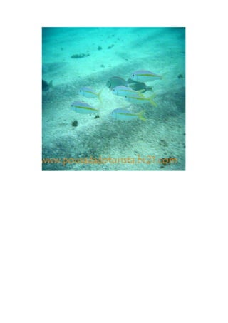 Maragogi  Pousada Do Turista