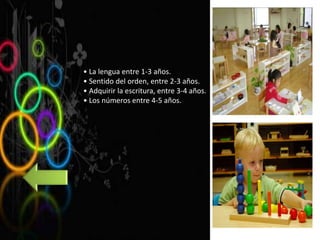• La lengua entre 1-3 años.
• Sentido del orden, entre 2-3 años.
• Adquirir la escritura, entre 3-4 años.
• Los números entre 4-5 años.
 