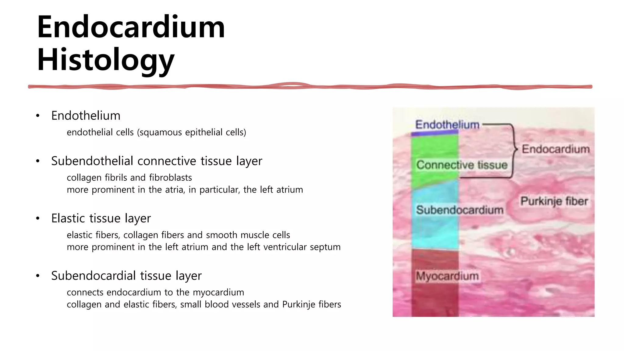 Endocardium
Histology
• Endothelium
endothelial cells (squamous epithelial cells)
• Subendothelial connective tissue layer
collagen fibrils and fibroblasts
more prominent in the atria, in particular, the left atrium
• Elastic tissue layer
elastic fibers, collagen fibers and smooth muscle cells
more prominent in the left atrium and the left ventricular septum
• Subendocardial tissue layer
connects endocardium to the myocardium
collagen and elastic fibers, small blood vessels and Purkinje fibers
 