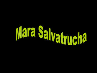 Mara Salvatrucha 