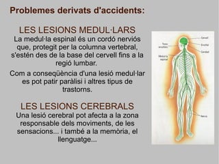 Problemes derivats d'accidents:
LES LESIONS MEDUL·LARS
La medul·la espinal és un cordó nerviós
que, protegit per la columna vertebral,
s'estén des de la base del cervell fins a la
regió lumbar.
Com a conseqüència d'una lesió medul·lar
es pot patir paràlisi i altres tipus de
trastorns.
LES LESIONS CEREBRALS
Una lesió cerebral pot afecta a la zona
responsable dels moviments, de les
sensacions... i també a la memòria, el
llenguatge...
 