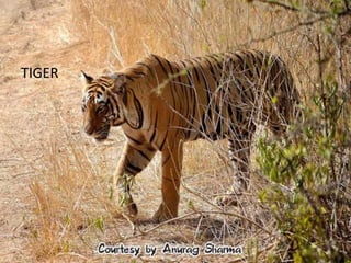TIGER
 