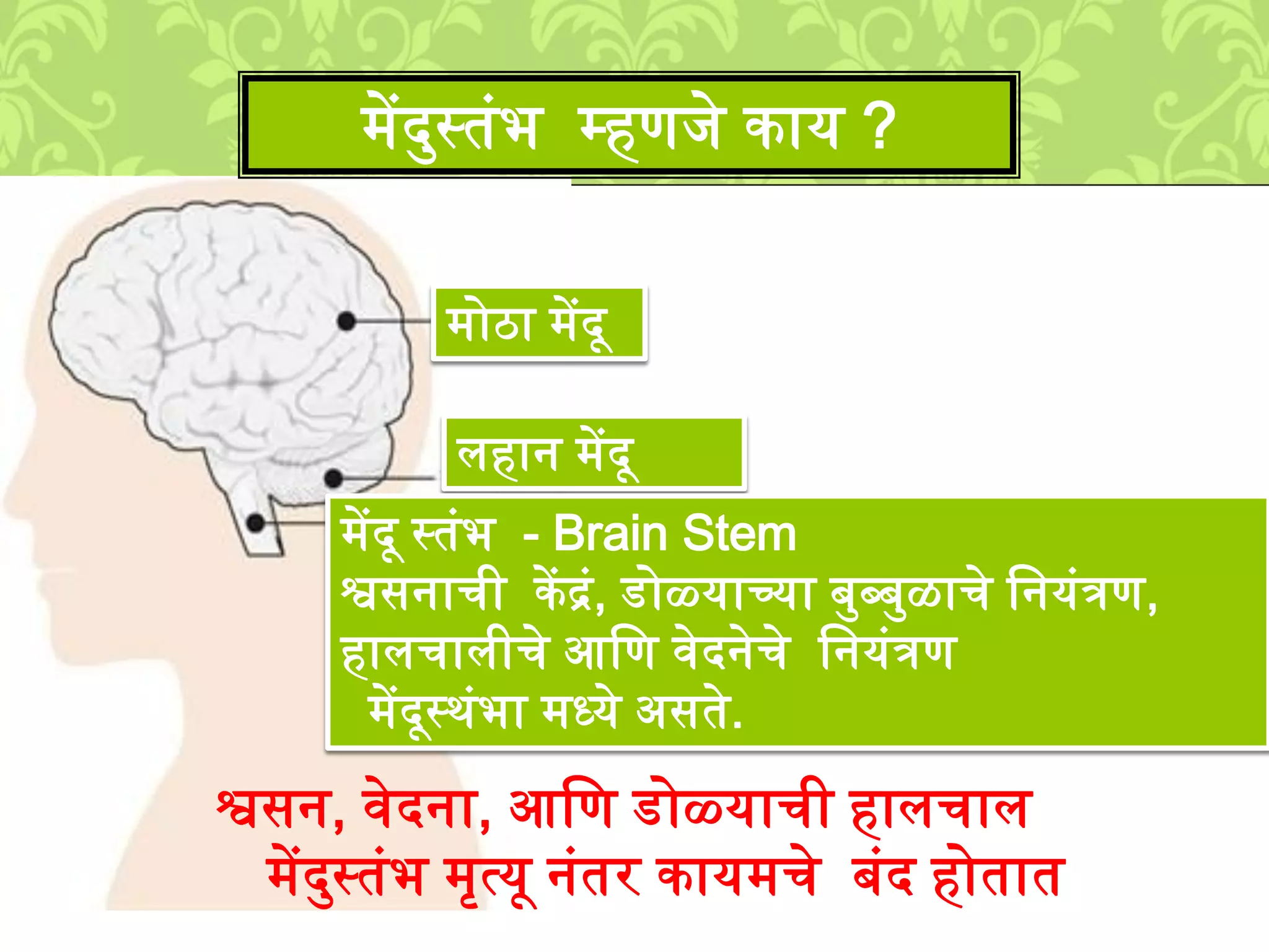्ेंदमस्तुंभ म्हणिे काय ?
्ोठा ्ेंदू
िहान ्ेंदू
्ेंदू स्तुंभ - Brain Stem
श्वसनाची केंद्रुं, डोळ्याच्या बमब्बमळाचे लनयुंत्रण,
हािचािीचे आलण वेदनेचे लनयुंत्रण
्ेंदूस्र्ुंभा ्ध्ये असते.
श्वसन, वेदना, आलण डोळ्याची हािचाि
्ेंदमस्तुंभ ्ृत्यू नुंतर काय्चे बुंद होतात