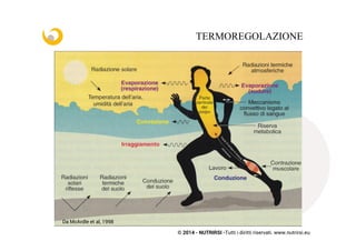 © 2014 - NUTRIRSI -Tutti i diritti riservati. www.nutrirsi.eu
TERMOREGOLAZIONE
Da McArdle et al, 1998
 