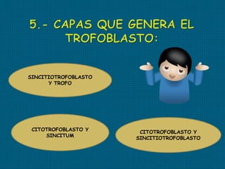 CITOTROFOBLASTO Y
SINCITUM
SINCITIOTROFOBLASTO
Y TROFO
CITOTROFOBLASTO Y
SINCITIOTROFOBLASTO
 