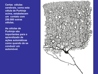 Certas células
cerebrais, como esta
célula de Purkinje
acima, estabelecem
um contato com
250.000 outras
células.

As células de
Purkinje são
importantes para o
aprendizado de
ações automáticas
como quando de se
conduzir um
automóvel.
 