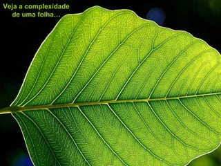 Veja a complexidade
  de uma folha…
 