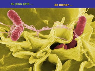 du plus petit … do menor ... 