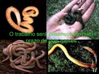 O trabalho será desenvolvido num prazo de dois meses 