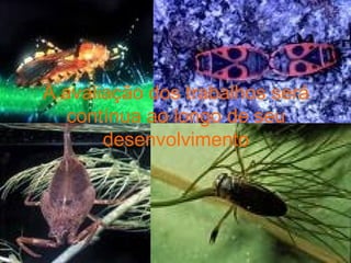 A avaliação dos trabalhos será contínua ao longo de seu desenvolvimento 