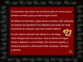 Nura Slides O cozimento das raízes dá um tônico para os nervos que é  também remédio para as hemorragias renais. As folhas do mamoeiro, após secas à sombra, têm aplicação no preparo de agradável chá digestivo que pode ser dado  livremente às crianças, pois não contém cafeína. O suco leitoso extraído das folhas é o vermífugo  mais enérgico que se conhece. Usa-se diluído em água.  Ainda é digestivo e cura feridas. Em diversos lugares, a  medicina popular o utiliza para tratar eczemas, verrugas  e úlceras. 