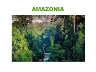 AMAZONIA
 
