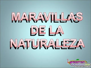 MARAVILLAS
   DE LA
NATURALEZA
 