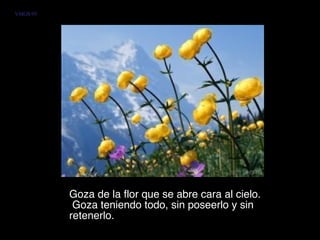 Goza de la flor que se abre cara al cielo.  Goza teniendo todo, sin poseerlo y sin retenerlo.  VMGR/05 