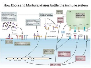 10
How Ebola and Marburg viruses battle the immune system
 