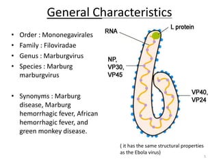General Characteristics
5
• Order : Mononegavirales
• Family : Filoviradae
• Genus : Marburgvirus
• Species : Marburg
marburgvirus
• Synonyms : Marburg
disease, Marburg
hemorrhagic fever, African
hemorrhagic fever, and
green monkey disease.
( it has the same structural properties
as the Ebola virus)
 