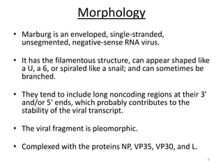 Morphology
• Marburg is an enveloped, single-stranded,
unsegmented, negative-sense RNA virus.
• It has the filamentous structure, can appear shaped like
a U, a 6, or spiraled like a snail; and can sometimes be
branched.
• They tend to include long noncoding regions at their 3'
and/or 5' ends, which probably contributes to the
stability of the viral transcript.
• The viral fragment is pleomorphic.
• Complexed with the proteins NP, VP35, VP30, and L.
6
 