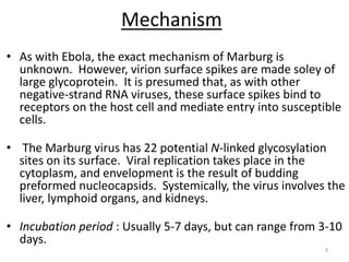 Mechanism
• As with Ebola, the exact mechanism of Marburg is
unknown. However, virion surface spikes are made soley of
large glycoprotein. It is presumed that, as with other
negative-strand RNA viruses, these surface spikes bind to
receptors on the host cell and mediate entry into susceptible
cells.
• The Marburg virus has 22 potential N-linked glycosylation
sites on its surface. Viral replication takes place in the
cytoplasm, and envelopment is the result of budding
preformed nucleocapsids. Systemically, the virus involves the
liver, lymphoid organs, and kidneys.
• Incubation period : Usually 5-7 days, but can range from 3-10
days.
9
 