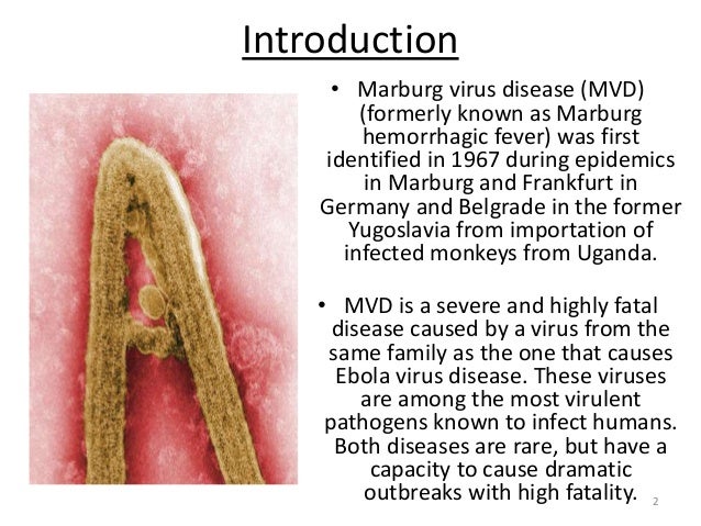 Реферат: Ebola And Marburg Viruses Essay Research Paper