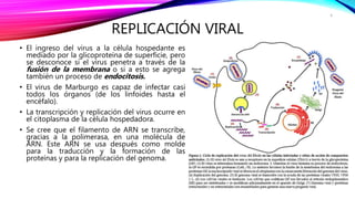 REPLICACIÓN VIRAL
• El ingreso del virus a la célula hospedante es
mediado por la glicoproteína de superficie, pero
se desconoce si el virus penetra a través de la
fusión de la membrana o si a esto se agrega
también un proceso de endocitosis.
• El virus de Marburgo es capaz de infectar casi
todos los órganos (de los linfoides hasta el
encéfalo).
• La transcripción y replicación del virus ocurre en
el citoplasma de la célula hospedadora.
• Se cree que el filamento de ARN se transcribe,
gracias a la polimerasa, en una molécula de
ARN. Este ARN se usa después como molde
para la traducción y la formación de las
proteínas y para la replicación del genoma.
6
 
