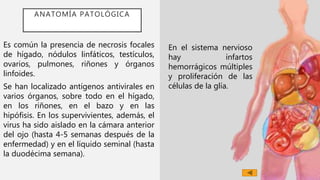ANATOMÍA PATOLÓGICA
Es común la presencia de necrosis focales
de hígado, nódulos linfáticos, testículos,
ovarios, pulmones, riñones y órganos
linfoides.
Se han localizado antígenos antivirales en
varios órganos, sobre todo en el hígado,
en los riñones, en el bazo y en las
hipófisis. En los supervivientes, además, el
virus ha sido aislado en la cámara anterior
del ojo (hasta 4-5 semanas después de la
enfermedad) y en el líquido seminal (hasta
la duodécima semana).
7
En el sistema nervioso
hay infartos
hemorrágicos múltiples
y proliferación de las
células de la glía.
 