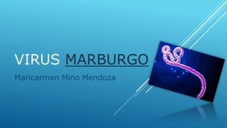 VIRUS MARBURGO
Maricarmen Mino Mendoza
 