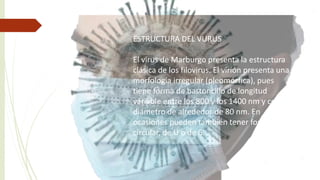 ESTRUCTURA DEL VURUS
El virus de Marburgo presenta la estructura
clásica de los filovirus. El virión presenta una
morfología irregular (pleomórfica), pues
tiene forma de bastoncillo de longitud
variable entre los 800 y los 1400 nm y con un
diámetro de alrededor de 80 nm. En
ocasiones pueden también tener forma
circular, de U o de 6.
 