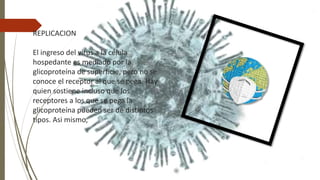 REPLICACION
El ingreso del virus a la célula
hospedante es mediado por la
glicoproteína de superficie, pero no se
conoce el receptor al que se pega. Hay
quien sostiene incluso que los
receptores a los que se pega la
glicoproteína pueden ser de distintos
tipos. Asi mismo,
 