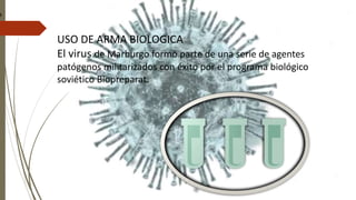 USO DE ARMA BIOLOGICA
El virus de Marburgo formó parte de una serie de agentes
patógenos militarizados con éxito por el programa biológico
soviético Biopreparat.
 