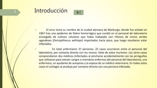 Introducción
 El virus toma su nombre de la ciudad alemana de Marburgo, donde fue aislado en
1967 tras una epidemia de fiebre hemorrágica que cundió en el personal de laboratorio
encargado de cultivos celulares que había trabajado con riñones de simios verdes
ugandeses (Cercopithecus aethiops) importados hacía poco, que luego resultaron estar
infectados.
 En total enfermaron 37 personas. 25 casos ocurrieron entre el personal del
laboratorio, por contacto directo con los monos. Siete de estos murieron. Los otros casos
comprendieron dos médicos (infectados al pincharse accidentalmente con las jeringuillas
que utilizaron para extraer sangre a miembros enfermos del personal del laboratorio), una
enfermera, un ayudante de autopsias y la esposa de un médico veterinario. En todos estos
casos el contagio se produjo por contacto directo con una persona infectada.
3
 
