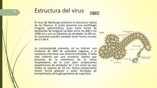 Estructura del virus
El virus de Marburgo presenta la estructura clásica
de los filovirus. El virión presenta una morfología
irregular (pleomórfica), pues tiene forma de
bastoncillo de longitud variable entre los 800 y los
1400 nm y con un diámetro de alrededor de 80 nm.
En ocasiones pueden también tener forma circular,
de U o de 6.
La nucleocápside presenta, en su interior, una
molécula de ARN de polaridad negativa, y la
envoltura viral tiene una simetría helicoidal. El todo
está cubierto por una envoltura lipídica que
proviene de la membrana de la célula
hospedadora, de la cual salen proyecciones
(peplómeros) de alrededor de 7 nm entre las que
media un espacio de 10 nm. Dichas proyecciones
tienen forma globular y están formadas de
homotrímeros de la glicoproteína de superficie.
4
 