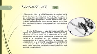 Replicación viral
→ El ingreso del virus a la célula hospedante es mediado por la
glicoproteína de superficie, pero no se conoce el receptor al
que se pega. Hay quien sostiene incluso que los receptores a
los que se pega la glicoproteína pueden ser de distintos tipos.
Asimismo, se desconoce si el virus penetra a través de la fusión
de la membrana o si a esto se agrega también un proceso de
endocitosis.
→ El virus de Marburgo es capaz de infectar casi todos los
órganos (de los linfoides hasta el encéfalo). La transcripción y
replicación del virus ocurre en el citoplasma de la célula
hospedadora. Se cree que el filamento de ARN se transcribe,
gracias a la polimerasa, en una molécula de ARN,
complementaria a la nativa, que luego se sobrepone por
poliadenilación en la terminal 3’ y, quizás, por inserción de una
secuencia externa de la cola 5’. Este ARN se usa después como
molde para la traducción y la formación de las proteínas y para
la replicación del genoma.
5
 