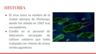 HISTORIA
● El virus toma su nombre de la
ciudad alemana de Marburgo,
donde fue aislado en 1967 tras
una epidemia.
● Cundió en el personal de
laboratorio encargado de
cultivos celulares que había
trabajado con riñones de simios
verdes ugandeses
 