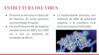 ESTRUCTURA DEL VIRUS
● Presenta la estructura clásica de
los filovirus. El virión presenta
una morfología irregular.
● Forma de bastoncillo de longitud
variable entre los 800 y los 1400
nm y con un diámetro de
alrededor de 80 nm
● La nucleocápside presenta, una
molécula de ARN de polaridad
negativa, y la envoltura viral
tiene una simetría helicoidal.
 