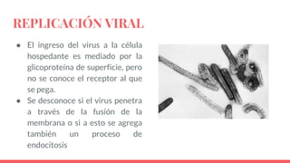 REPLICACIÓN VIRAL
● El ingreso del virus a la célula
hospedante es mediado por la
glicoproteína de superficie, pero
no se conoce el receptor al que
se pega.
● Se desconoce si el virus penetra
a través de la fusión de la
membrana o si a esto se agrega
también un proceso de
endocitosis
 