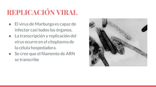 REPLICACIÓN VIRAL
● El virus de Marburgo es capaz de
infectar casi todos los órganos.
● La transcripción y replicación del
virus ocurre en el citoplasma de
la célula hospedadora.
● Se cree que el filamento de ARN
se transcribe
 