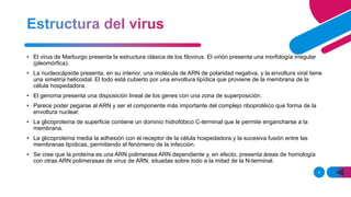 5
• El virus de Marburgo presenta la estructura clásica de los filovirus. El virión presenta una morfología irregular
(pleomórfica).
• La nucleocápside presenta, en su interior, una molécula de ARN de polaridad negativa, y la envoltura viral tiene
una simetría helicoidal. El todo está cubierto por una envoltura lipídica que proviene de la membrana de la
célula hospedadora.
• El genoma presenta una disposición lineal de los genes con una zona de superposición.
• Parece poder pegarse al ARN y ser el componente más importante del complejo riboprotéico que forma de la
envoltura nuclear.
• La glicoproteína de superficie contiene un dominio hidrofóbico C-terminal que le permite engancharse a la
membrana.
• La glicoproteína media la adhesión con el receptor de la célula hospedadora y la sucesiva fusión entre las
membranas lipídicas, permitiendo el fenómeno de la infección.
• Se cree que la proteína es una ARN polimerasa ARN dependiente y, en efecto, presenta áreas de homología
con otras ARN polimerasas de virus de ARN, situadas sobre todo a la mitad de la N-terminal.
 